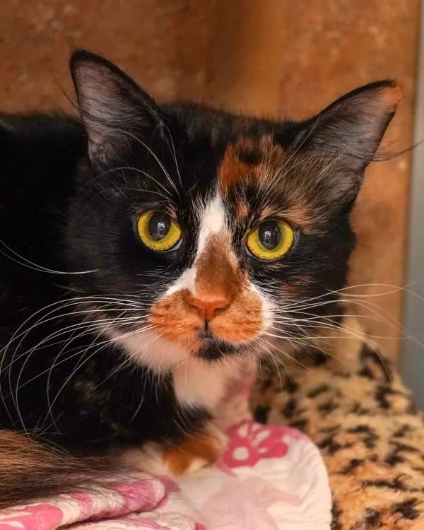 Marigold thumbnail 4