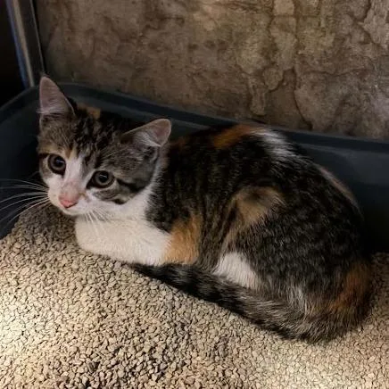 A baby small-sized female Calico Domestic Short Hair cat named Rizzo for adoption in Sioux Falls, SD