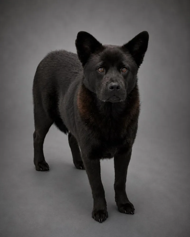 A young medium-sized male Chow Chow dog named Toothless for adoption in Cobden, IL