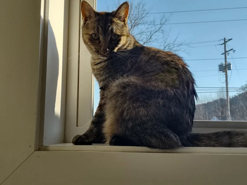 Braveera thumbnail 2