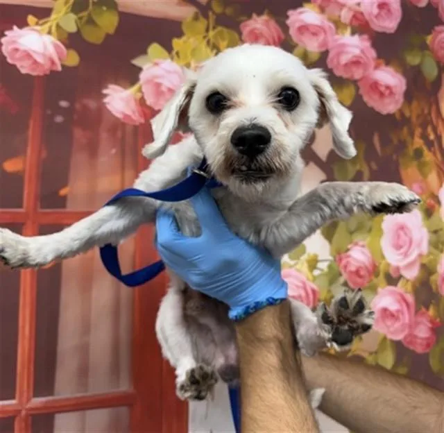 An adult small-sized male Poodle dog named Darrel for adoption in San Bernardino, CA