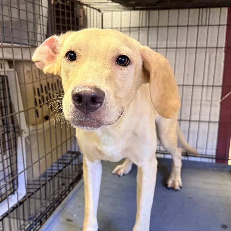 A young medium-sized female Yellow / Tan / Blond / Fawn Labrador Retriever dog named Poppy for adoption in Ardmore, OK