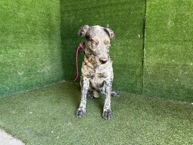 An adult large-sized female Australian Cattle Dog / Blue Heeler dog named Pina for adoption in Lancaster, CA