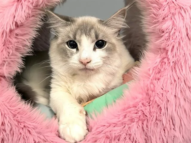 A young medium-sized female Domestic Short Hair cat named Mulan for adoption in Fort Lauderdale, FL