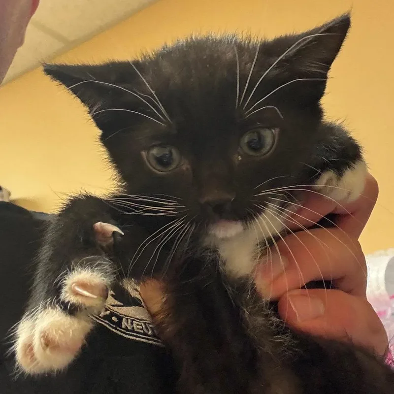 A baby small-sized male Black Domestic Short Hair cat named Fwt Caesar Salad for adoption in Midland, TX