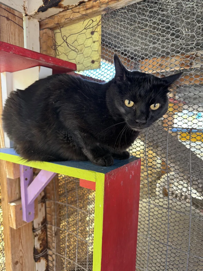 An adult medium-sized male Black Domestic Short Hair cat named Pablo for adoption in Williamsburg, NM