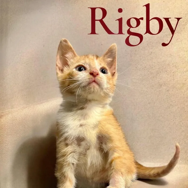 A baby small-sized male Orange / Red Domestic Short Hair cat named Rigby for adoption in League City, TX