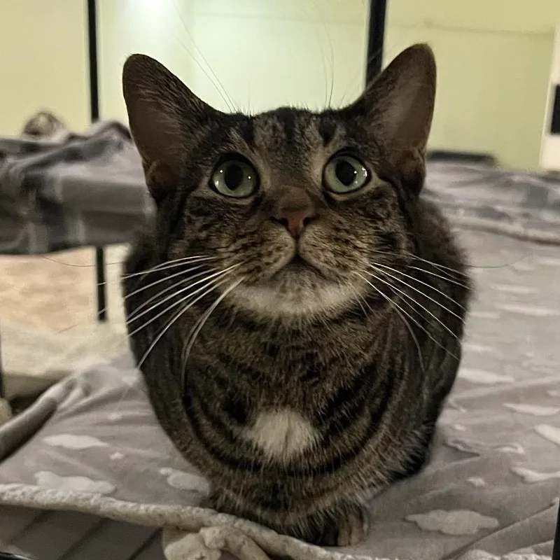 An adult medium-sized female Brown / Chocolate Domestic Short Hair cat named Acacia for adoption in Bloomington, IN