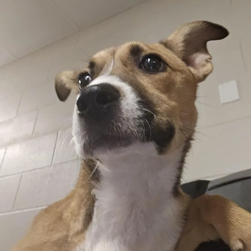 A young medium-sized female Yellow / Tan / Blond / Fawn Terrier dog named Luna for adoption in Cedar Rapids, IA