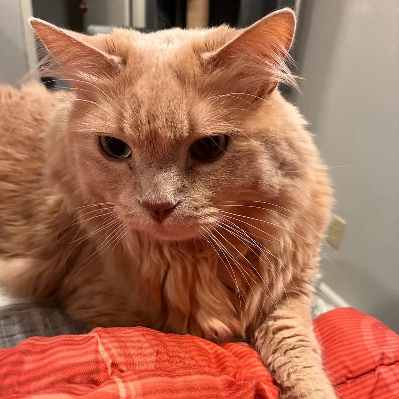 A senior large-sized male Domestic Medium Hair cat named Ziggy for adoption in Springfield, IL