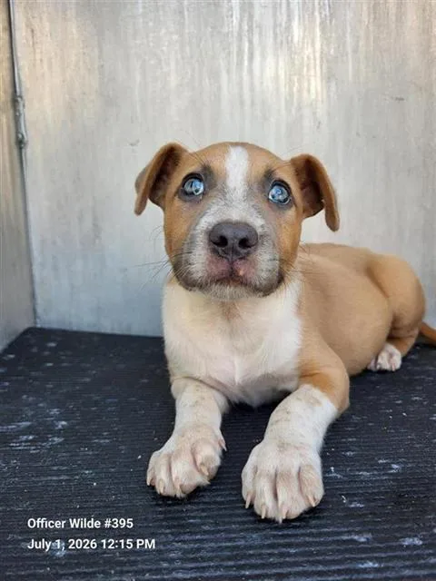 A baby small-sized female American Staffordshire Terrier dog named Lucy for adoption in San Antonio, TX