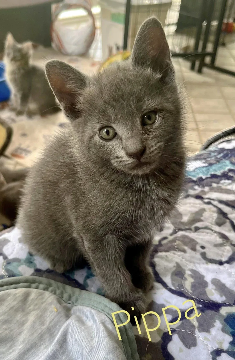 A baby medium-sized female Chartreux cat named Pippa for adoption in Rural Hall, NC