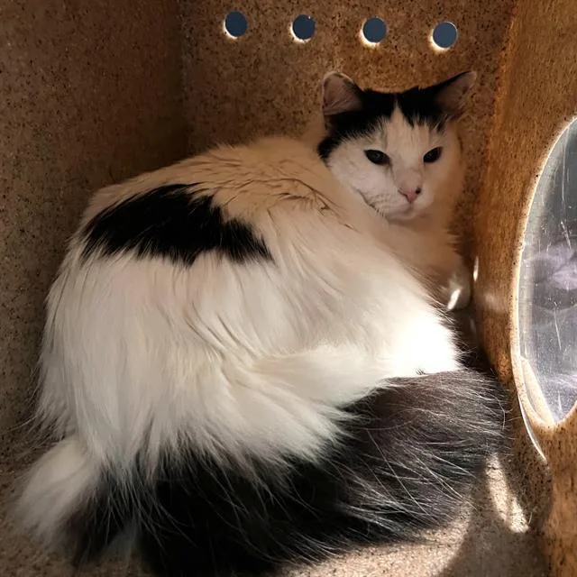 A senior medium-sized female Domestic Long Hair cat named Mininia for adoption in Methuen, MA