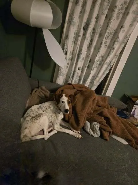 An adult medium-sized female Hound dog named Alkaline for adoption in Waunakee, WI