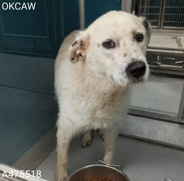 An adult large-sized female Pit Bull Terrier dog named A for adoption in Oklahoma City, OK