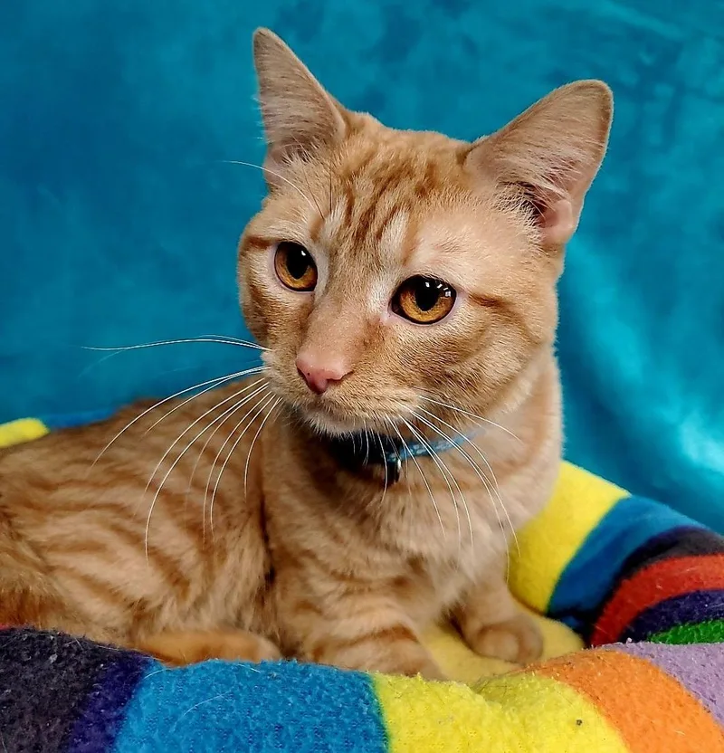 An adult large-sized male Orange / Red Domestic Short Hair cat named Franklin for adoption in Greenville, IL