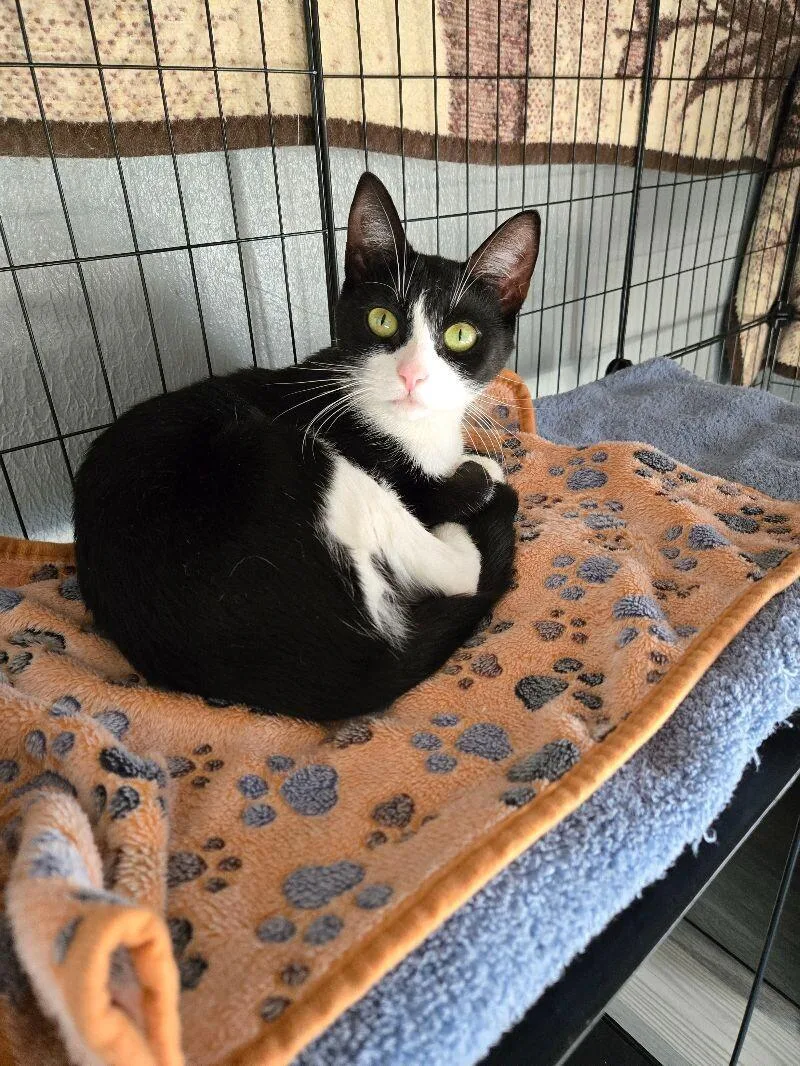 A young medium-sized female Black & White / Tuxedo Domestic Short Hair cat named Asha for adoption in Adrian, MI