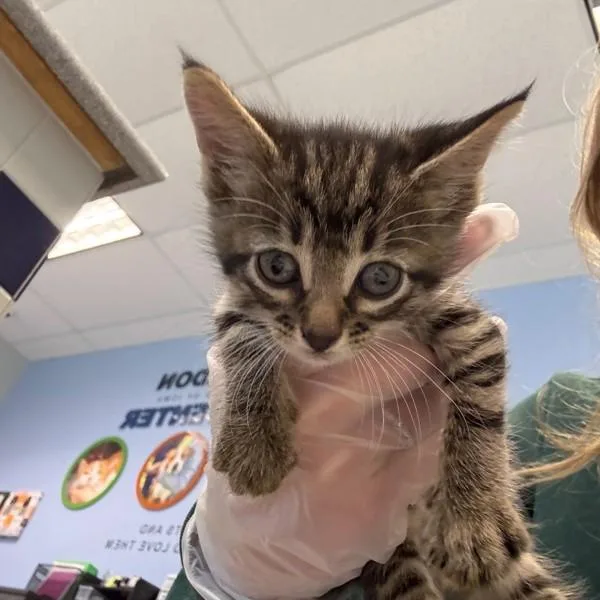 A baby small-sized male Domestic Short Hair cat named Spiff for adoption in Des Moines, IA