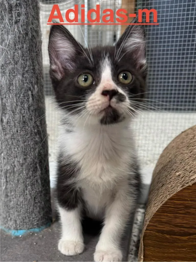 A baby medium-sized male Tuxedo cat named Adidas for adoption in Brookhaven, MS