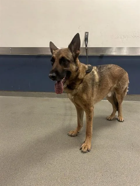 An adult large-sized male German Shepherd Dog dog named Zeus for adoption in Miami, FL