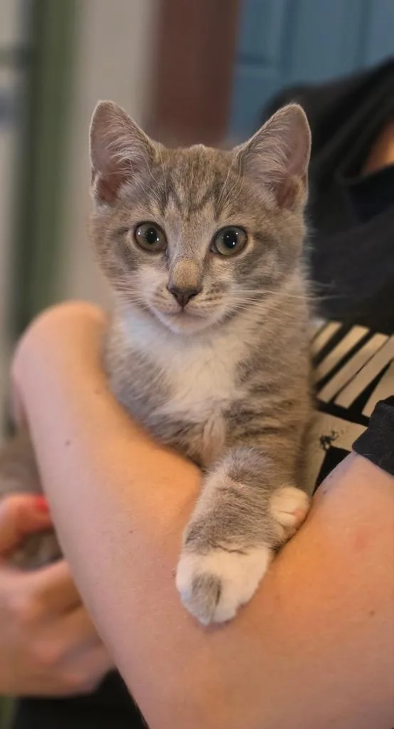 A baby small-sized male Domestic Short Hair cat named John Deere for adoption in Gorham, ME