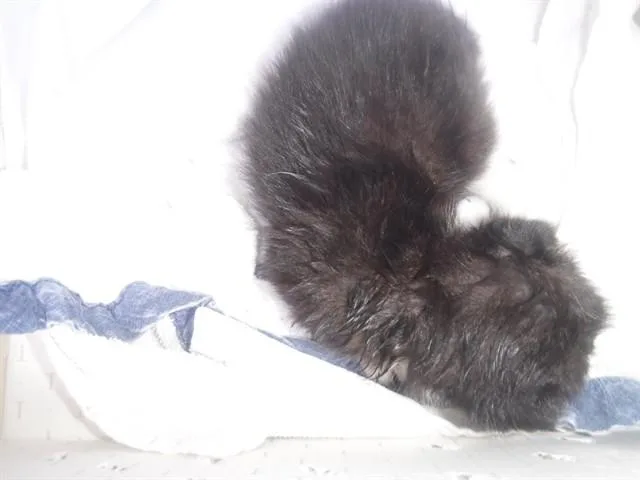 A baby small-sized female Domestic Short Hair cat named Hope for adoption in Miami, FL