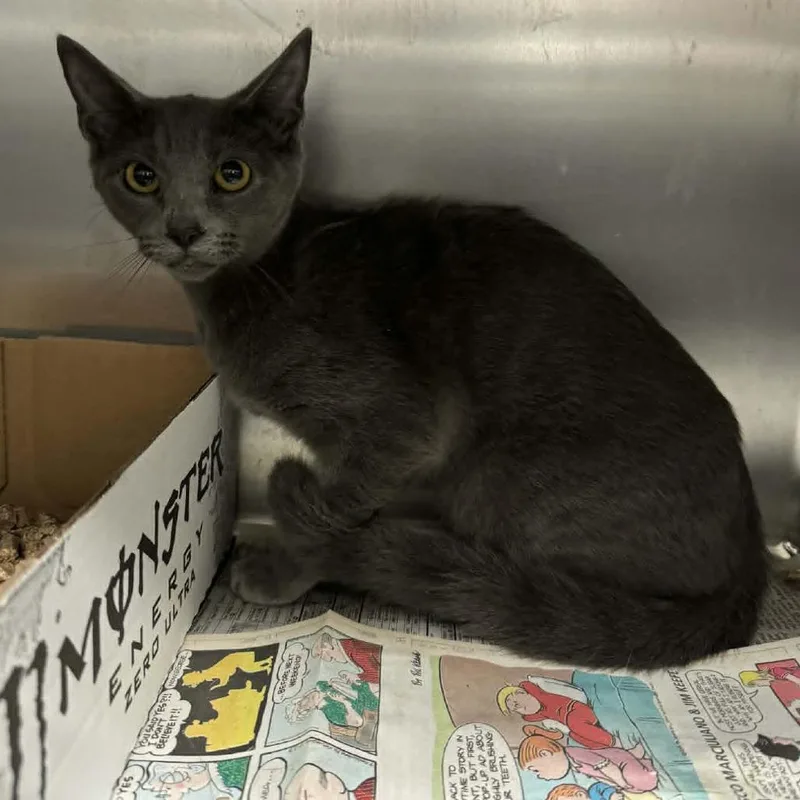 A baby small-sized female Gray / Blue / Silver Domestic Short Hair cat named Twix for adoption in Shinnston, WV
