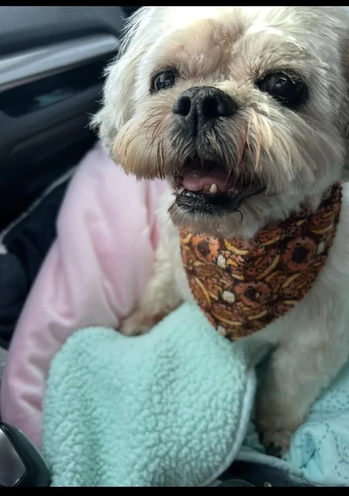 Shih Tzu  Alan