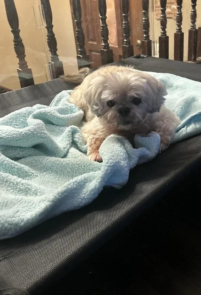Shih Tzu  Alan thumbnail 2