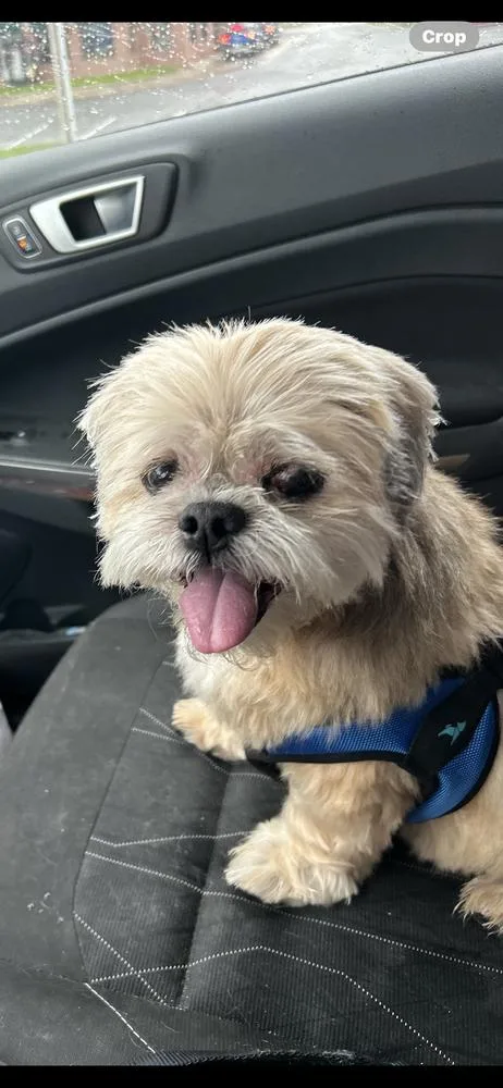 Shih Tzu  Alan thumbnail 3