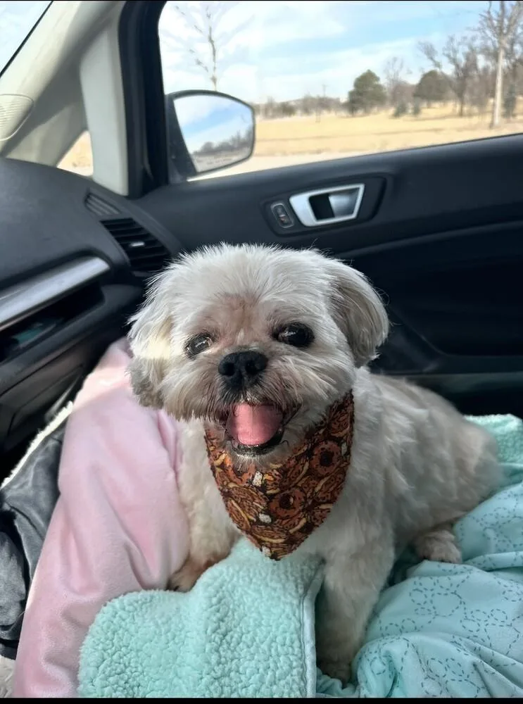 Shih Tzu  Alan thumbnail 4