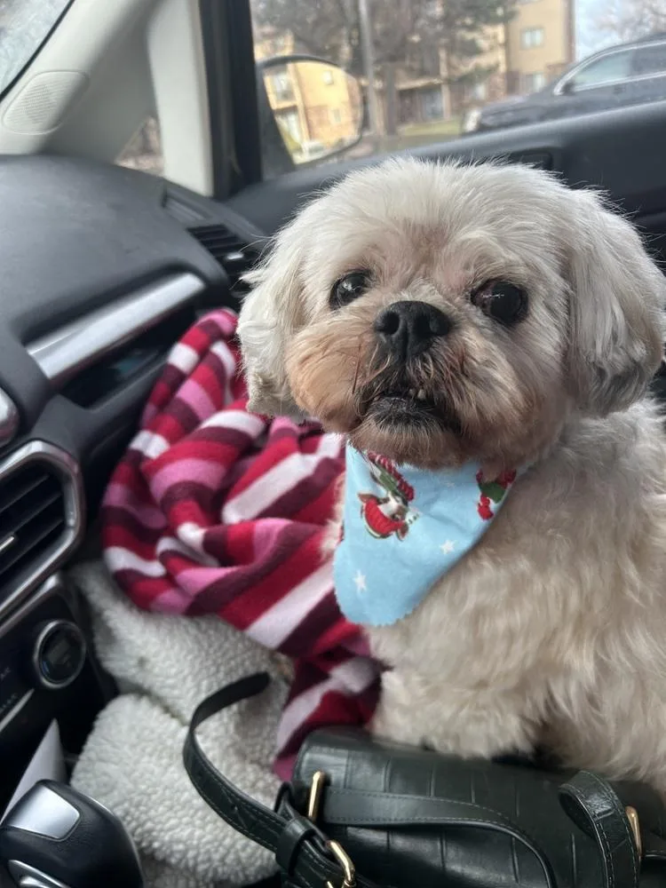 Shih Tzu  Alan thumbnail 6