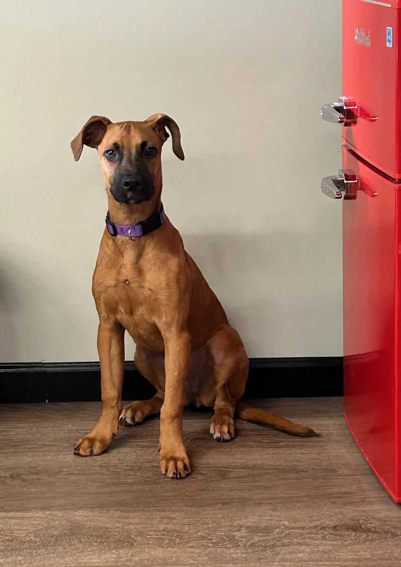 A young medium-sized female Mixed Breed dog named Meeka for adoption in North Abington Township, PA