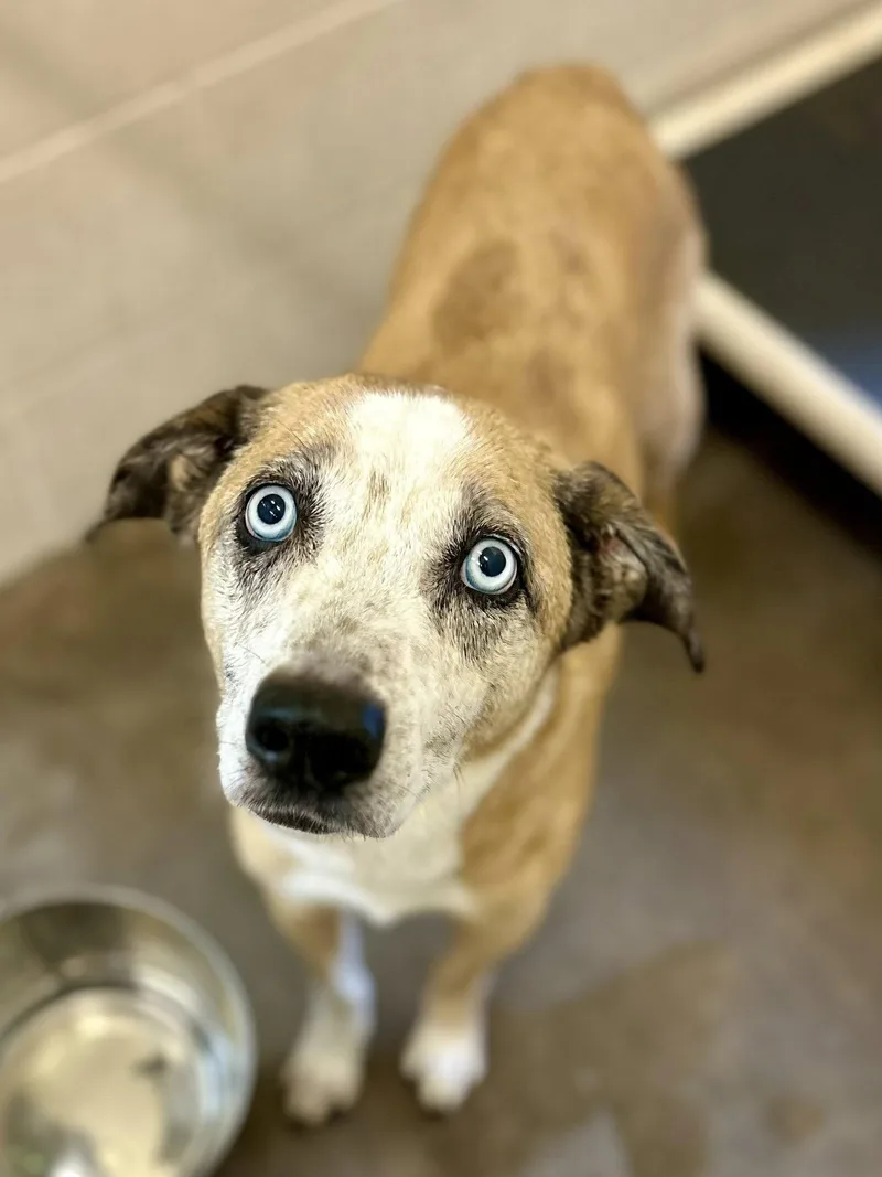 A senior medium-sized male Catahoula Leopard Dog dog named Haggard for adoption in Sherman, TX
