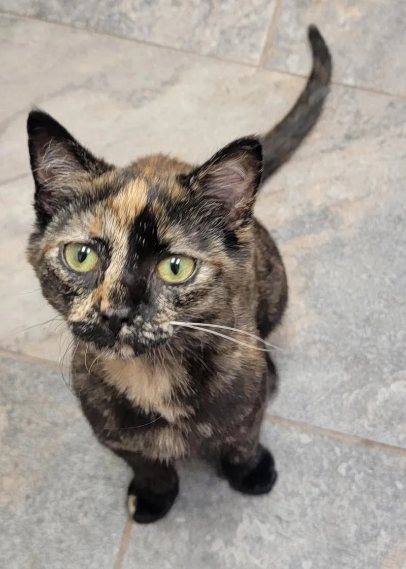 A baby small-sized female Tortoiseshell cat named Ginny for adoption in Brighton, MI