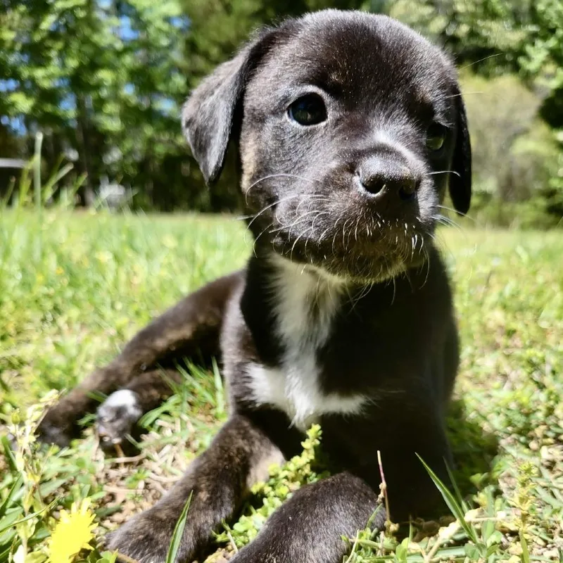 A baby small-sized female Black Labrador Retriever dog named Spa for adoption in Wake Forest, NC