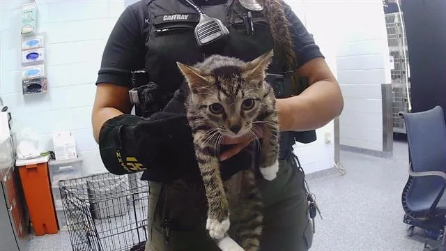 A young medium-sized male Domestic Short Hair cat named A for adoption in Charlotte, NC