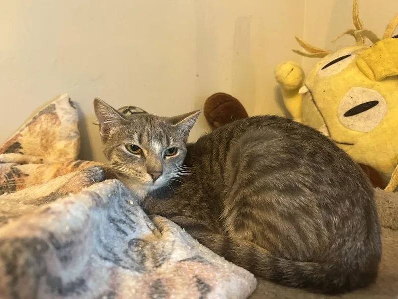 A young medium-sized male Domestic Short Hair cat named Abner for adoption in Blanchard, OK