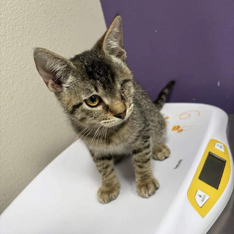 A baby small-sized male Gray / Blue / Silver Domestic Short Hair cat named Lenny for adoption in Englewood, FL