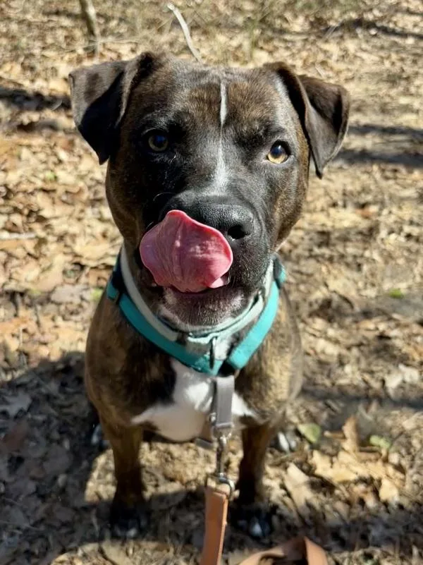 A young large-sized male Pit Bull Terrier dog named Draco for adoption in Millersville, MD
