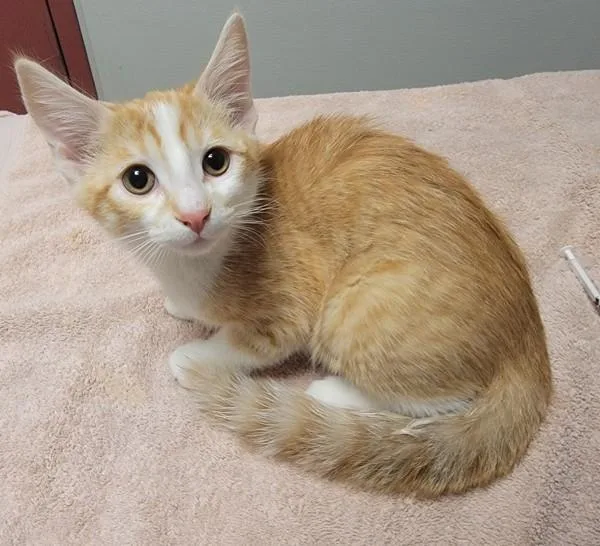 A baby medium-sized female Domestic Medium Hair cat named Blossom for adoption in Oakland, CA