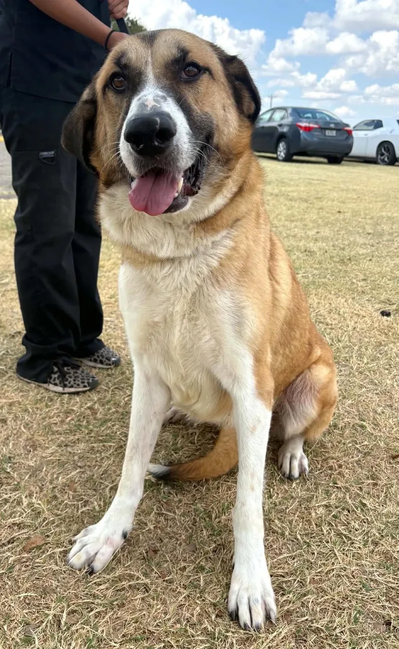 An adult large-sized female Apricot / Beige Anatolian Shepherd dog named Rose for adoption in Cleburne, TX