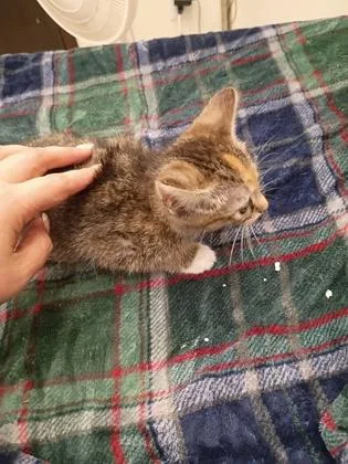 A baby small-sized female Domestic Short Hair cat named Pet Rock for adoption in Atlanta, GA