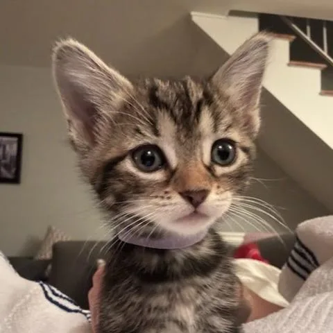 A baby small-sized female Brown / Chocolate Domestic Short Hair cat named Candy for adoption in East Hanover, NJ
