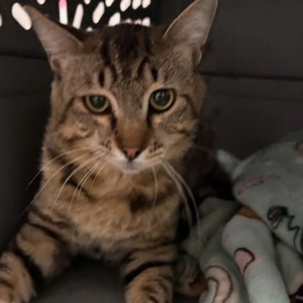 An adult small-sized male Domestic Short Hair cat named Neeson for adoption in Des Moines, IA