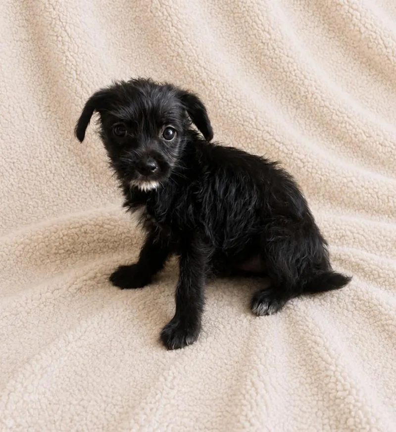 A baby small-sized female Bicolor Poodle dog named Cherry for adoption in Lathrop, CA