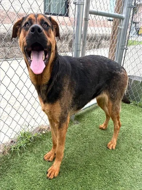 An adult large-sized female Mixed Breed dog named Peach for adoption in Columbia, SC