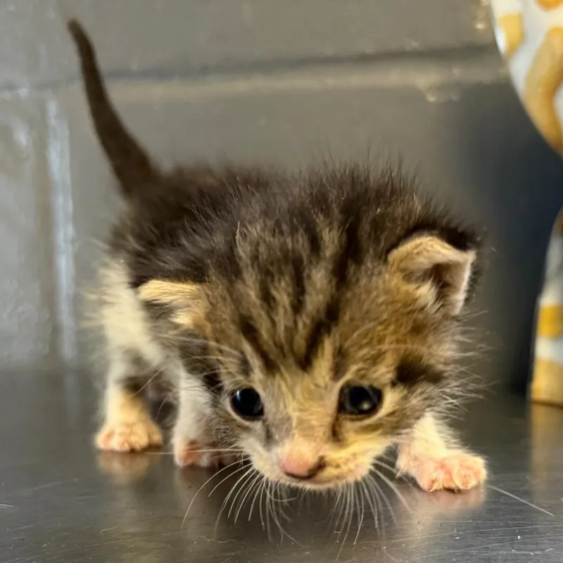 TUSCStray thumbnail 3