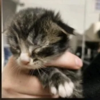 A baby small-sized male Domestic Short Hair cat named Ernie for adoption in Cumming, GA