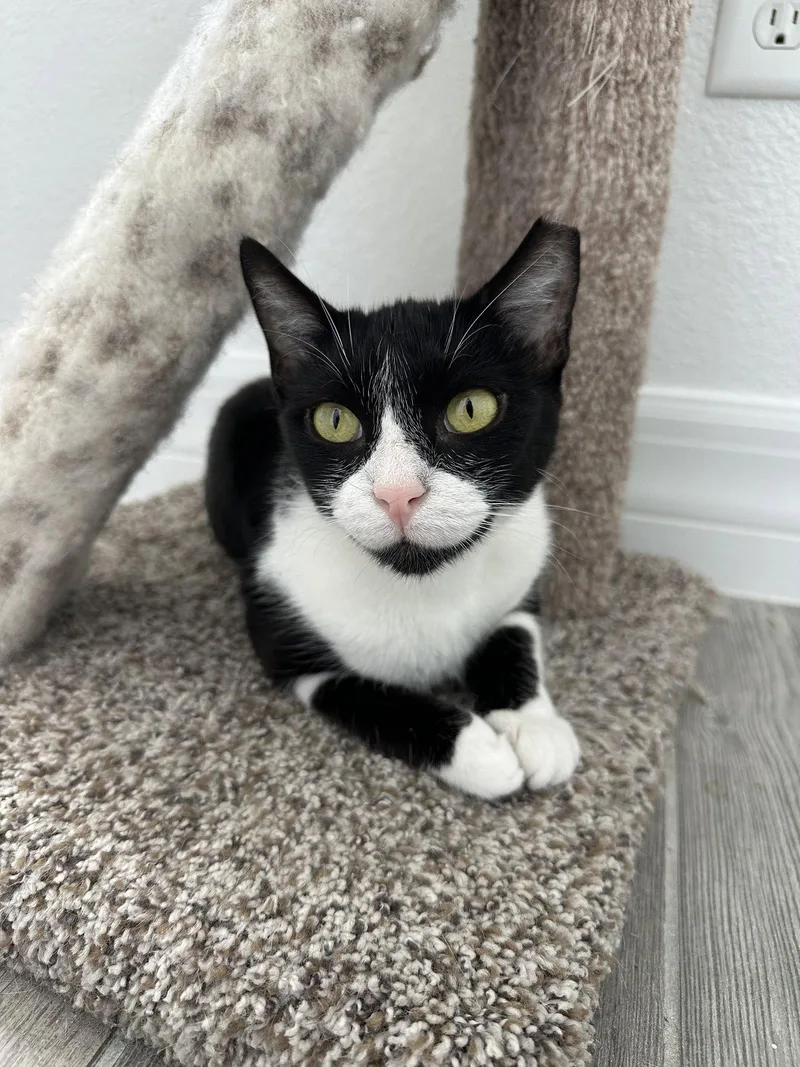 An adult medium-sized female Black & White / Tuxedo Domestic Short Hair cat named Goose for adoption in Orlando, FL